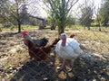 Curious turkey and chicken behind wire fence Royalty Free Stock Photo