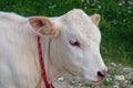 Farm. Young white veal Royalty Free Stock Photo