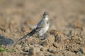 young white wagtail (Motacilla alba) Royalty Free Stock Photo