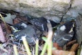 Young white wagtails are hidding in the nest