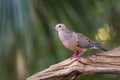 Young white-winged Dove Zenaida asiatica