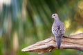 Young white-winged Dove Zenaida asiatica