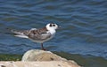 Young white winged tern Royalty Free Stock Photo