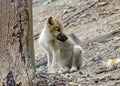 Young white wolf at the forest
