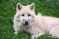 Young white wolf from the wolf park Werner Freund Royalty Free Stock Photo