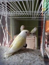 young african lovebirds in cage Royalty Free Stock Photo