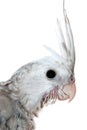 Young whiteface cockatiel head close-up Royalty Free Stock Photo