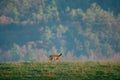 Young whitetail buck Royalty Free Stock Photo