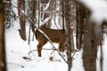 Young whitetail buck deer with snow on his face Royalty Free Stock Photo