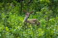 Young whitetail buck deer standing in the green wooded surroundings Royalty Free Stock Photo