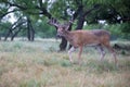 Young whitetail buck foraging for food Royalty Free Stock Photo