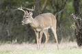 Young whitetail buck with jaw infection