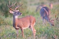 Young whitetail buck in September