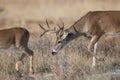 Young whitetail buck smelling the rear end of doe Royalty Free Stock Photo