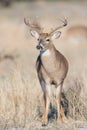 Young whitetail buck in vertical photograph