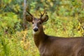 Young whitetail buck