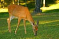 Young Whitetail Deer Royalty Free Stock Photo