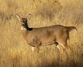 Young Whitetail Deer Buck pauses as he steps through open field during hunting season Royalty Free Stock Photo