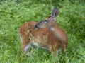 Young whitetail deer female in a wild