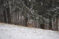 A whitetail deer hiding in the woods