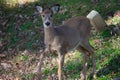 Young Whitetail Deer - Odocoileus virginianus