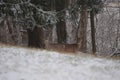 Young whitetail deer in snow Royalty Free Stock Photo