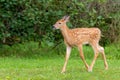 Young Whitetail Deer With White Spots Royalty Free Stock Photo