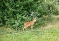 Young Whitetail Fawn deer Royalty Free Stock Photo