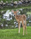 Young whitetail fawn Royalty Free Stock Photo