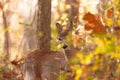 Young Whitetailed Deer Doe Royalty Free Stock Photo