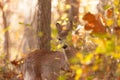 Young Whitetailed Deer Doe