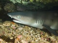 Young whitetip reef shark resting under table coral 01 Royalty Free Stock Photo