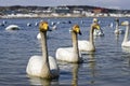 Young whooper swan Royalty Free Stock Photo