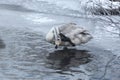 Young whooper swan on the banks of the freezing river. Bird in its natural habitat.The swan put his paw to his head. Freezing day Royalty Free Stock Photo