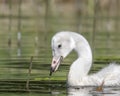 Young Whooper Swan (Cygnus Cygnus) eating Water horsetail Royalty Free Stock Photo