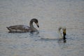 Young whooper swan eating and adult in the foreground Royalty Free Stock Photo