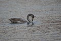 Young whooper swan eating Royalty Free Stock Photo