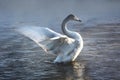 A young whooper swan spreads its wings on the lake. Animals in their natural habitat Royalty Free Stock Photo