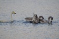 Young whooper swans with an adult Royalty Free Stock Photo