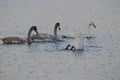 Young whooper swans with parents Royalty Free Stock Photo