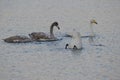 Young whooper swans with parents Royalty Free Stock Photo