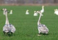 Young whooper swans Royalty Free Stock Photo