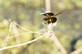 Young Widow Skimmer Dragonfly, Close-up