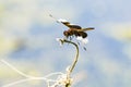 Young Widow Skimmer Dragonfly