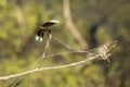 Young Widow Skimmer Dragonfly