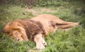 Young wild african lion Royalty Free Stock Photo