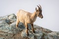 Young wild Alpine ibex steinbock or bouquetin on rocky mountain close-up view at Gornergrat Swiss Alps Switzerland