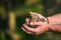 Young wild baby bird thrush, Turdus pilaris Royalty Free Stock Photo