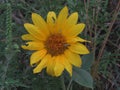 Young wild balsamoriza flower with large yellow petals