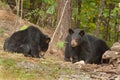 Young wild bears